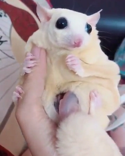 女子看朋友养的蜜袋鼯却发现肚子鼓鼓的掏开一瞧赶紧缩回手