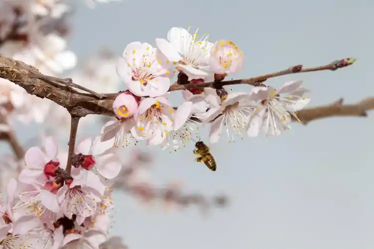 春天杏花