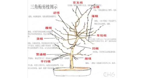 三角梅的修剪方法