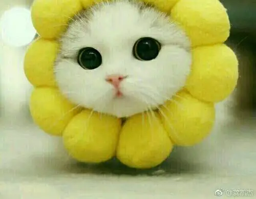 《老子(中华经典诵读)》(饶尚宽 译注)【简介_书评_在线阅读】 - 当当