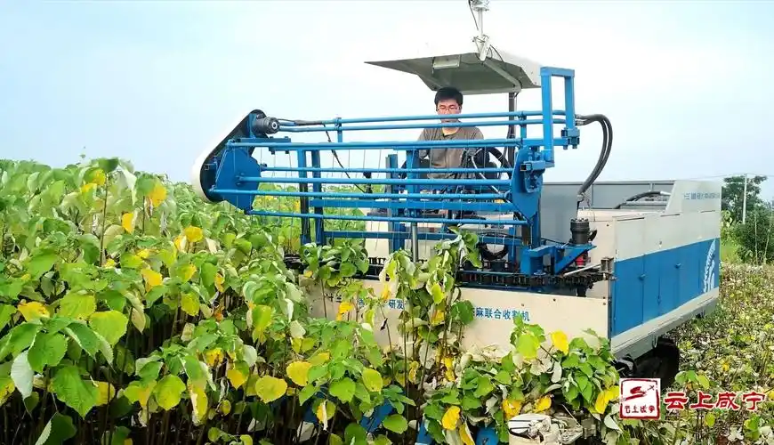 国内首台新型苎麻联合收割机亮相咸宁