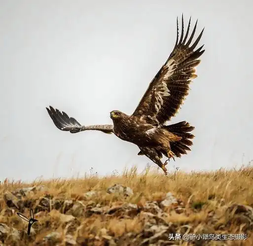 草原鹰(摄于内蒙克什克腾旗)