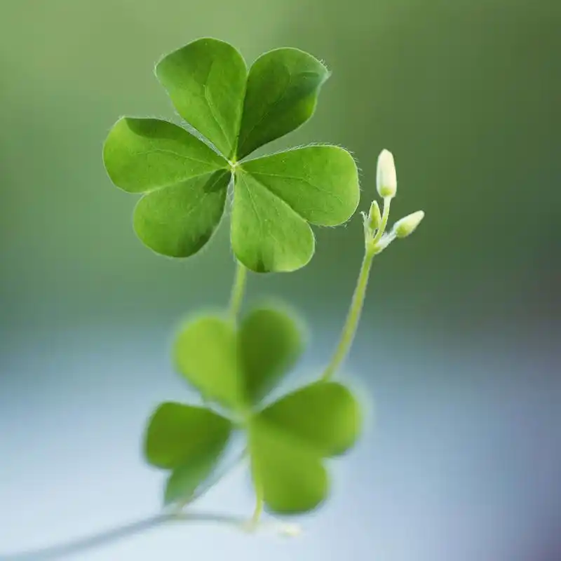 四叶草,是一种常见的植物,通常被认为是幸运的象征.