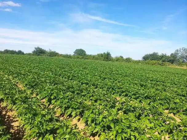 红薯高产不再难!种植管理技巧支招