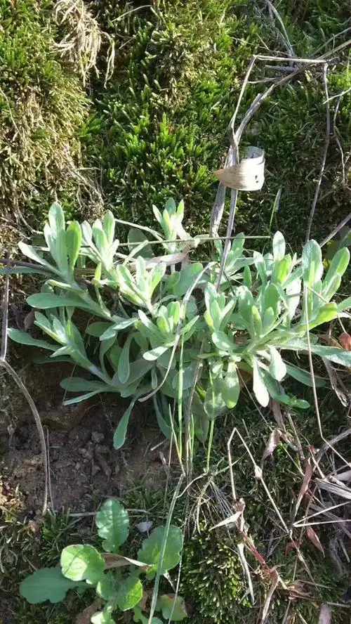 请问这个植物叫什么?