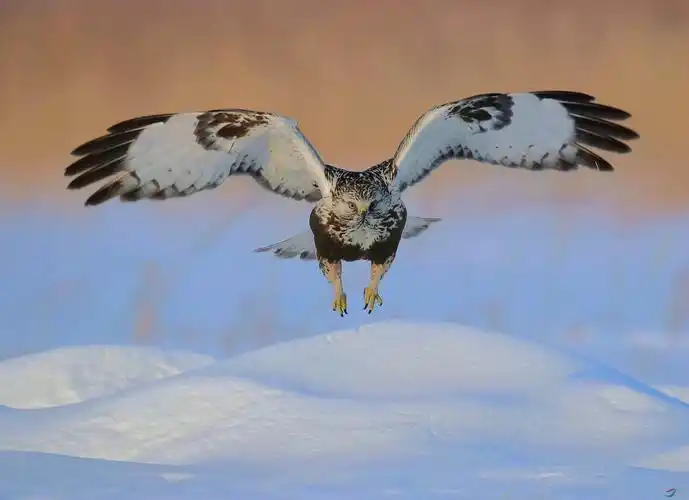 雪山呀光芒万丈,雄鹰啊展翅飞翔