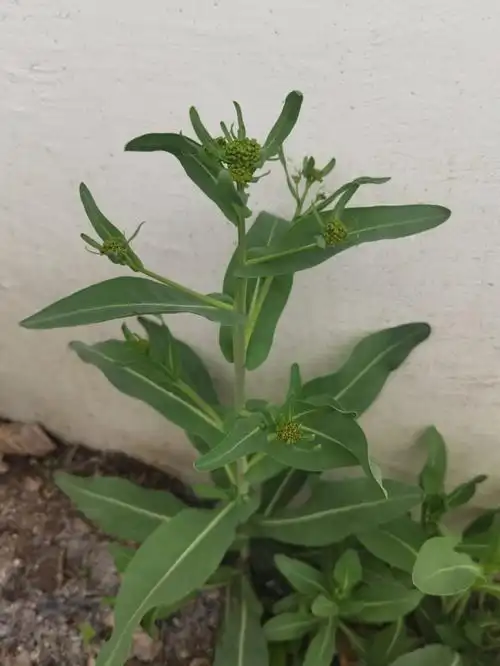 中药名:板蓝根板蓝根是指如图植物的菘蓝根,而上面的叶就是另一位中药
