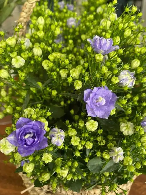 5元的快乐重瓣蓝铃花