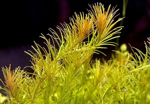 牛顿草种植的特点,新手可要看看!