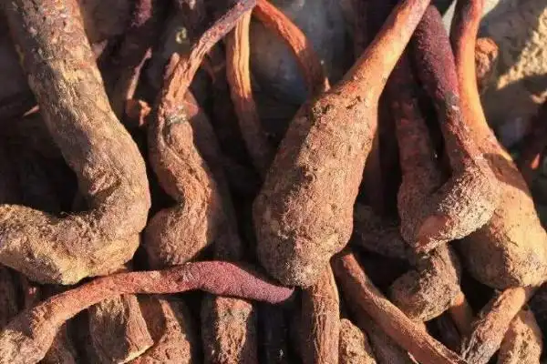 世界第一壮阳植物