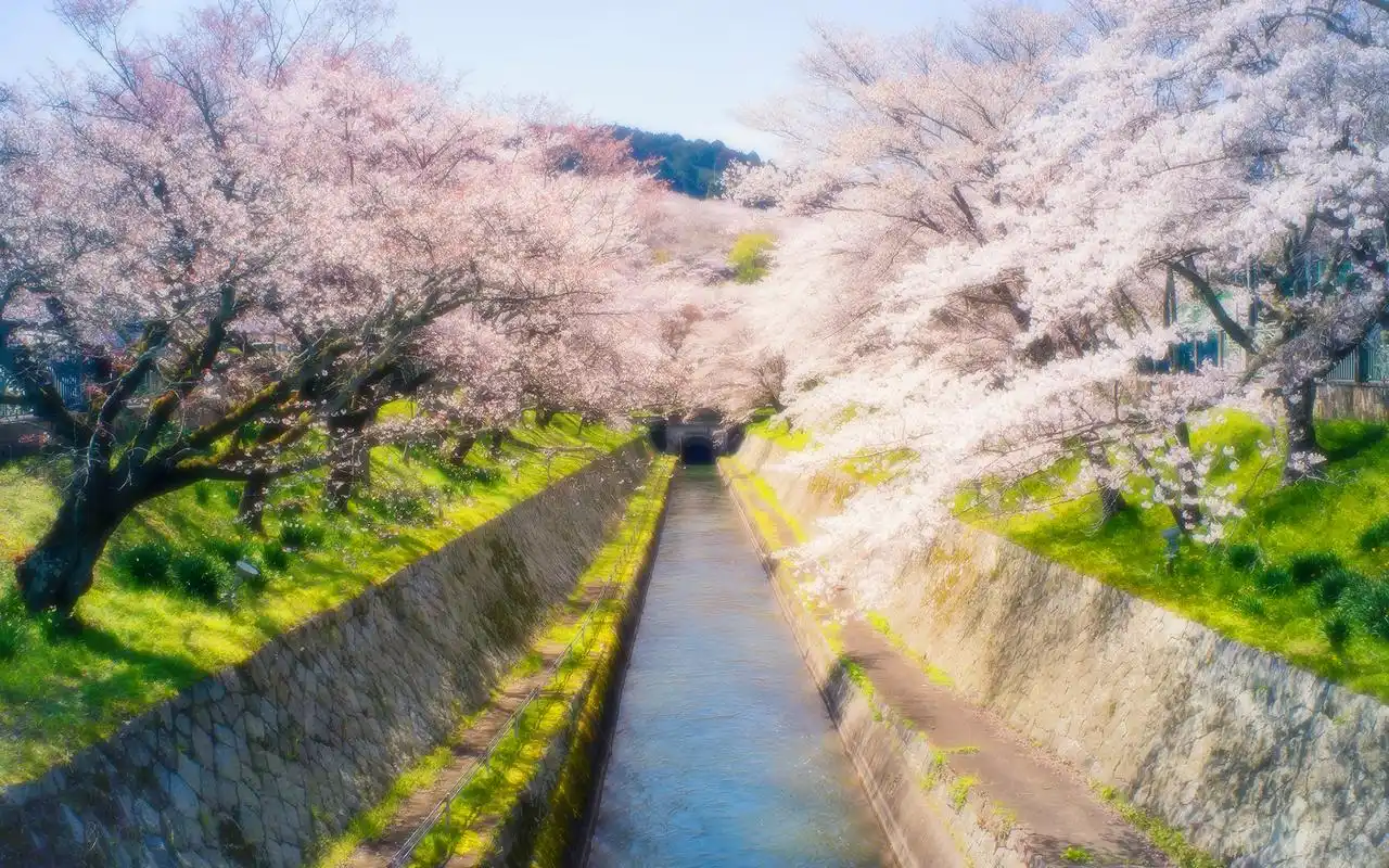 唯美樱花粉色系花朵植物图片高清电脑壁纸图片下载