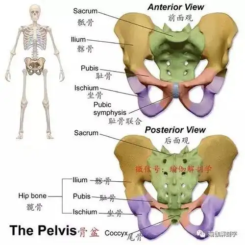 1,骨盆的解剖结构图