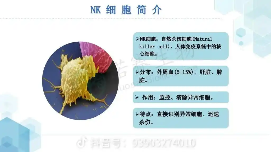 nk.细胞了解一下#免疫细胞 #希望能帮到有需要的人 - 抖音