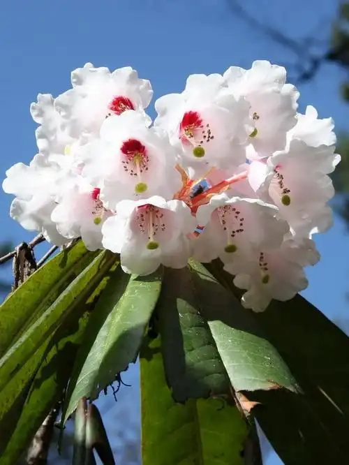 (6)——美容杜鹃 - 中国:世界园林之母 - 友多网 (youduo.