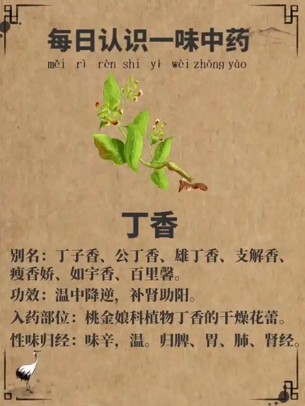 【丁香】每日认识一味中药.丁香 别名:丁子香,公丁香,雄丁香 - 抖音