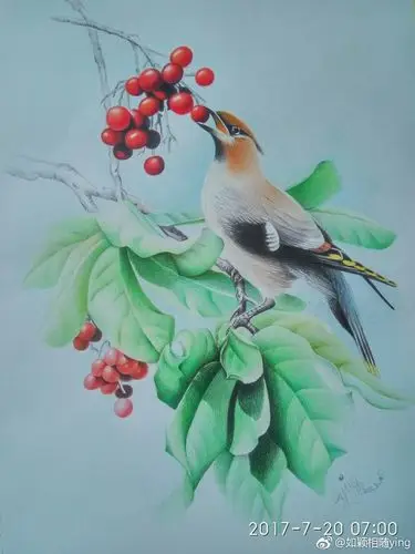 纸上彩铅《花鸟》作者:@如颖相随ying