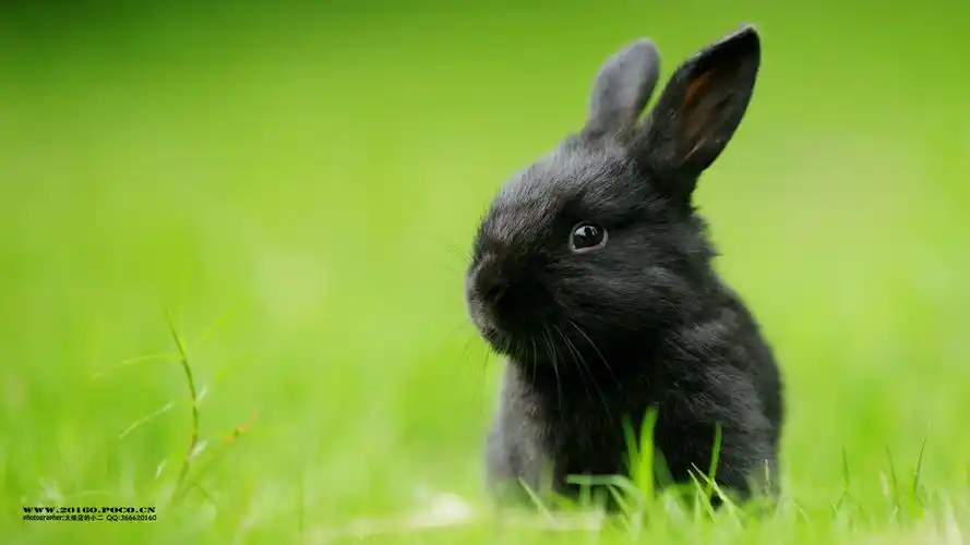 安卓(android)萌宠 火柴摄影 兔子 宠物 野生动物 卖萌 可爱高清手机