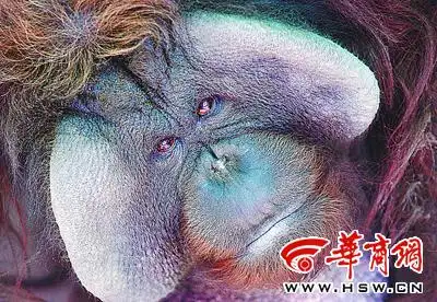 "红毛野人"到西安(图)