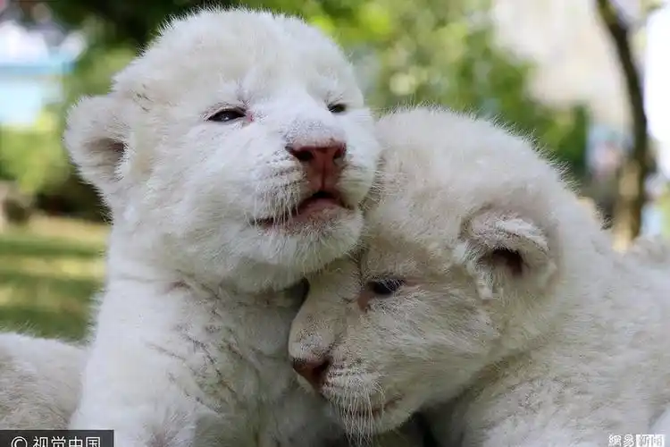 游客围观意大利最小火山小土丘喷射火焰