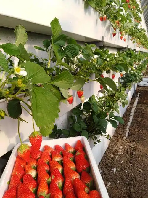 2019年元旦相约浚龙富硒草莓采摘园