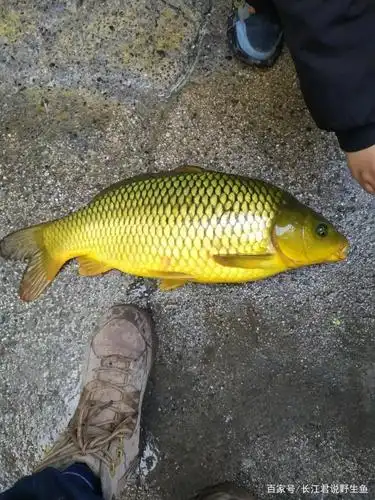 天津城市河道边,有人使用高科技钓鱼,一条大鲤鱼卖150