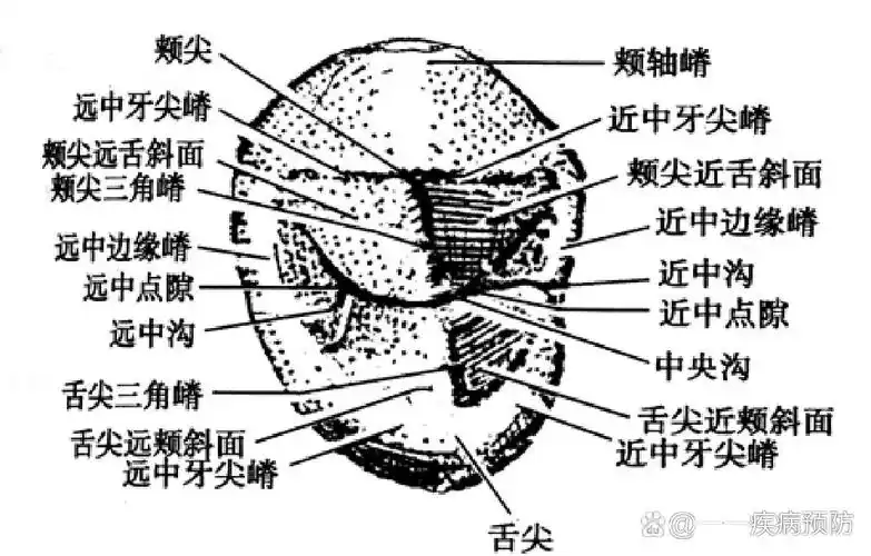 口解四 上颌第一前磨牙 上颌第一前磨牙的牙冠外形为五边形,牙冠的
