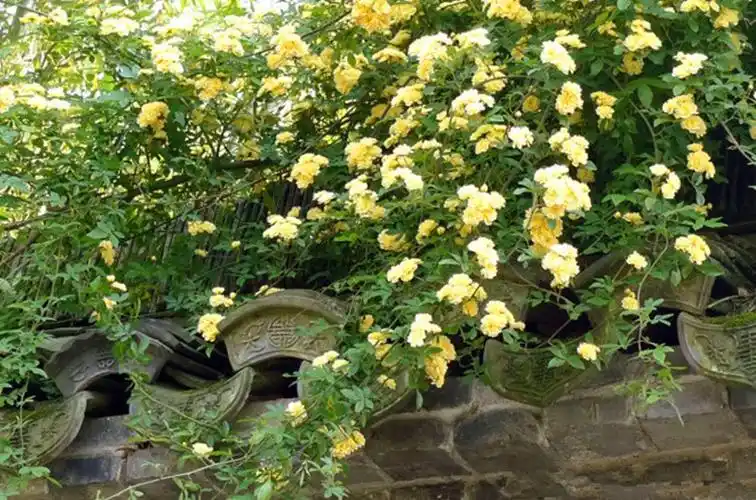 爬藤植物庭院阳台浓香型四季开花易养藤蔓类七里香重瓣黄木香花苗
