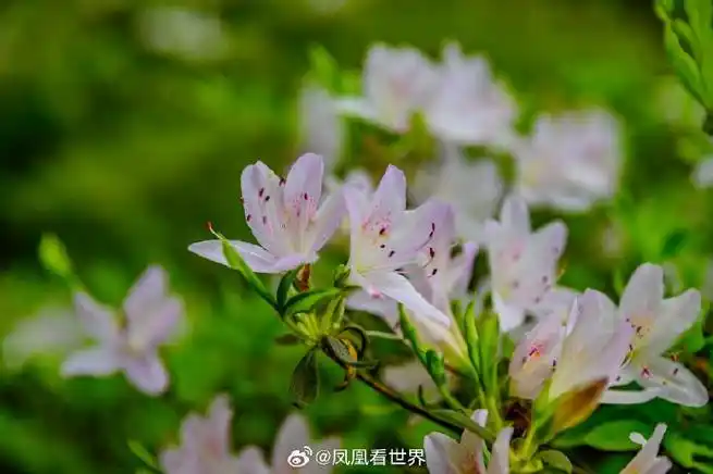 小火车深呼吸庐山四月天#  庐山网红小火车07,不是一般的网09红