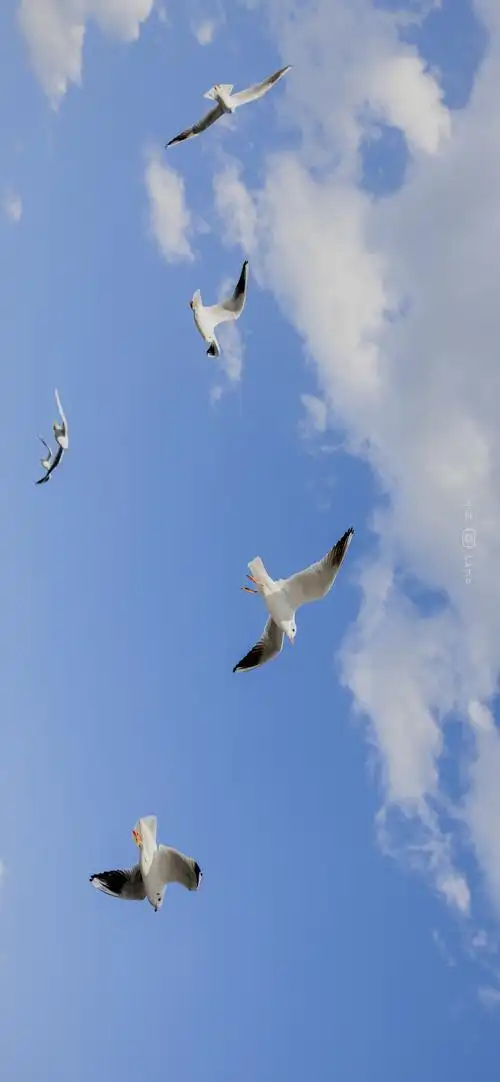 蓝天 白云 大海 头像 壁纸 锁屏 背景图