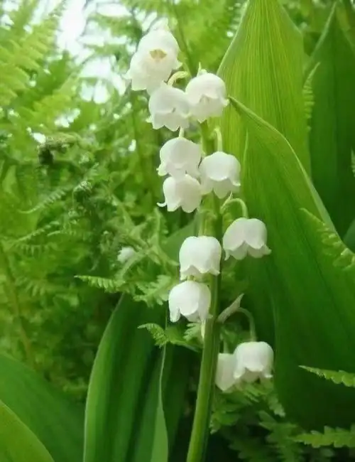 潮宏基的新品铃兰花,花语:幸福归来1,铃兰花的花朵形似铃铛,会为人们