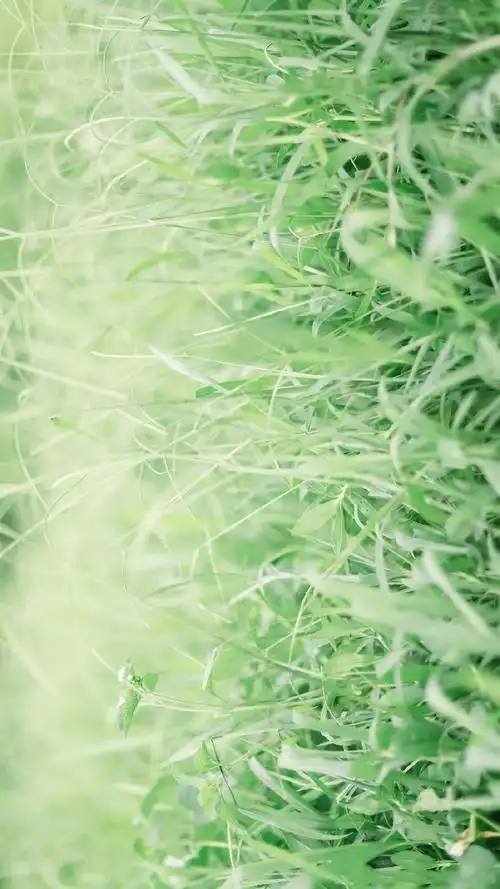 小清新绿色护眼植物图片手机壁纸-植物-手机壁纸下载-美桌网