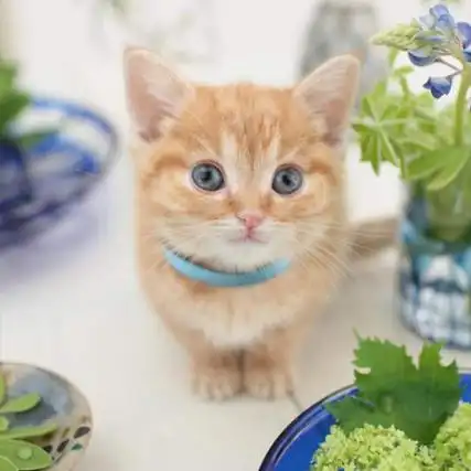 超级萌又很可爱的猫咪高清图片大全 猫的眼睛里是一片深不见底的湖泊