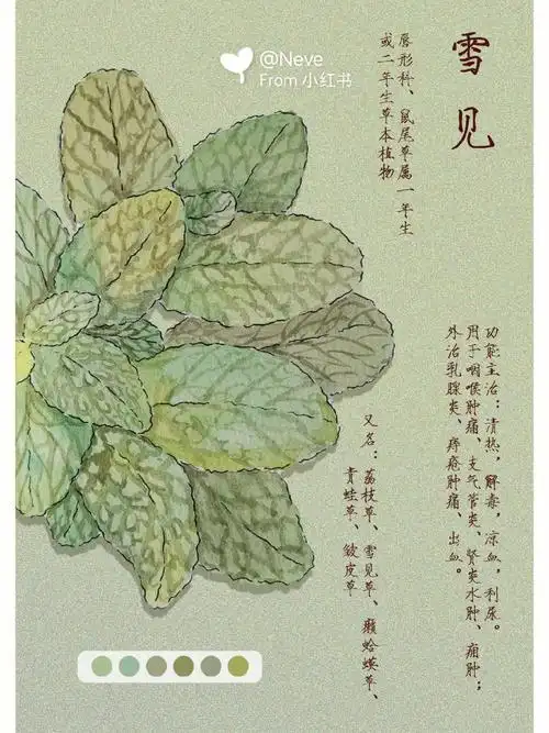 本草纲目—雪见