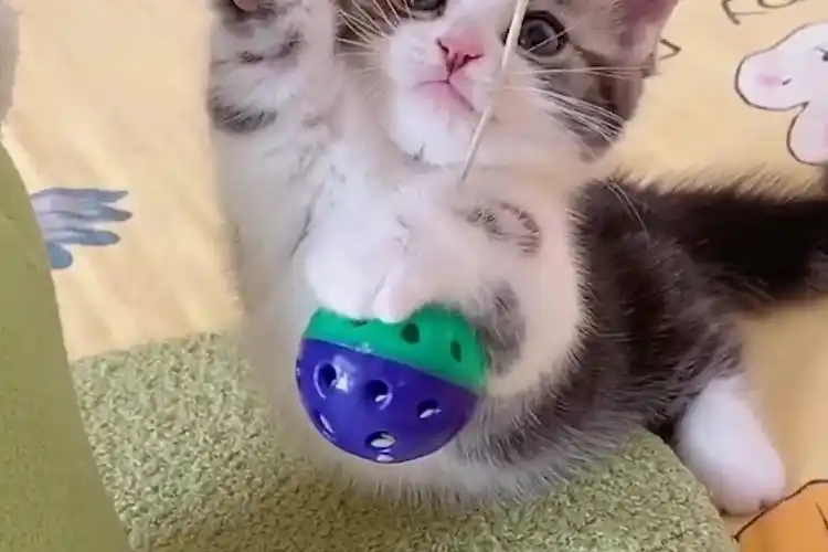 可爱调皮小捣蛋