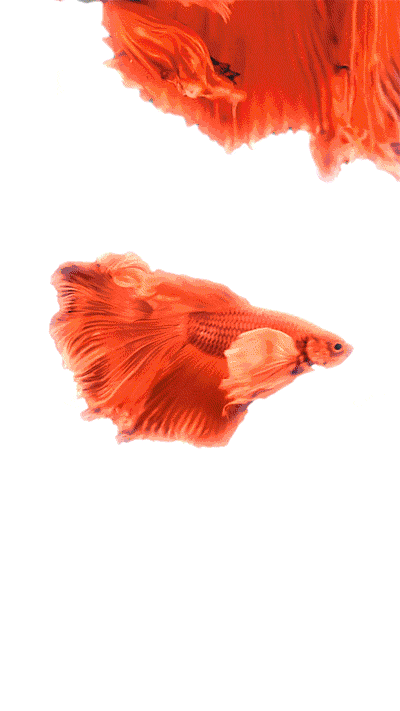 400_711竖版 竖屏gif 动态图 动图