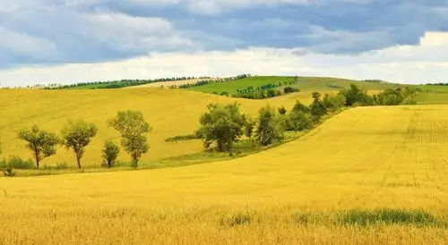 高清晰金色麦田壁纸