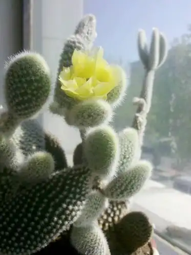 盆栽白毛掌开花图片 - 花百科