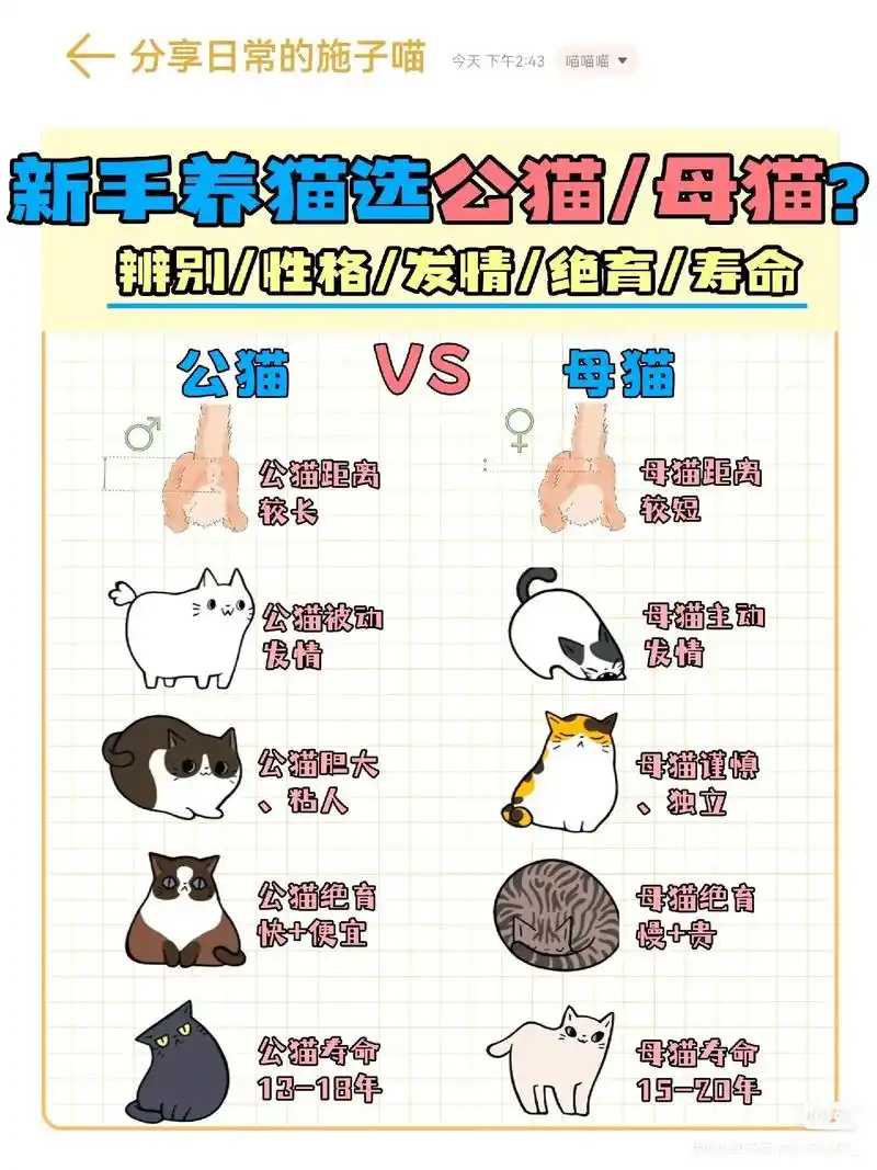 新手养猫必看|第一次养选公猫还是母猫.