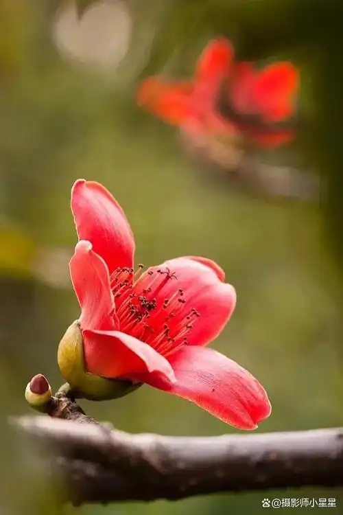 手机如何拍出好看的木棉花看完秒懂收藏