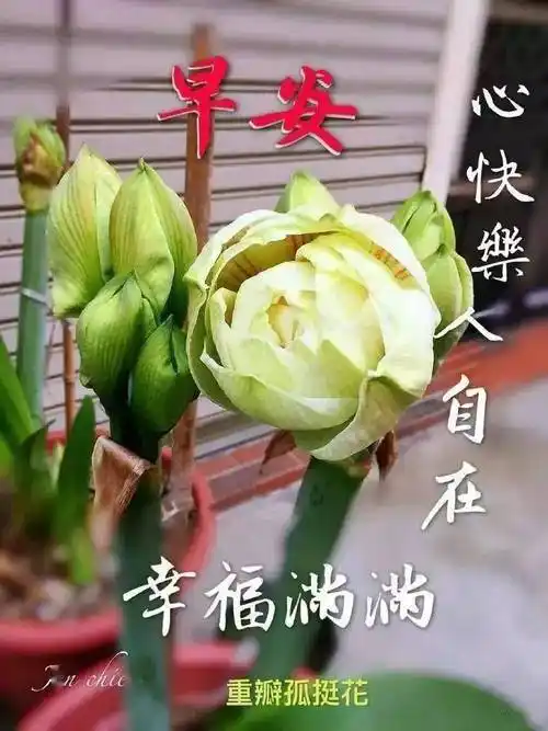 上,好运挤一挤,祝福列车将带着你开住幸福下一站,请凭本短信搭乘,早安