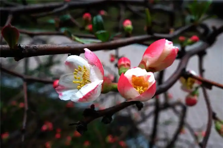 陈砚平 写美篇       海棠花种类很多,从草本到木本都有,花期也有早有