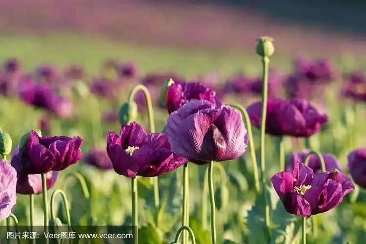紫色的罂粟花在春天的田野上盛开