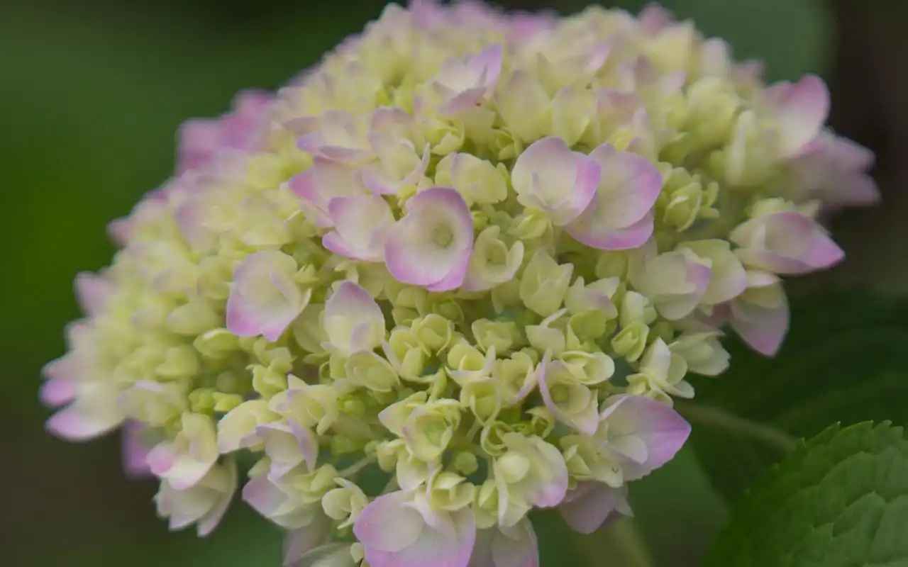 五彩绣球花唯美高清桌面壁纸