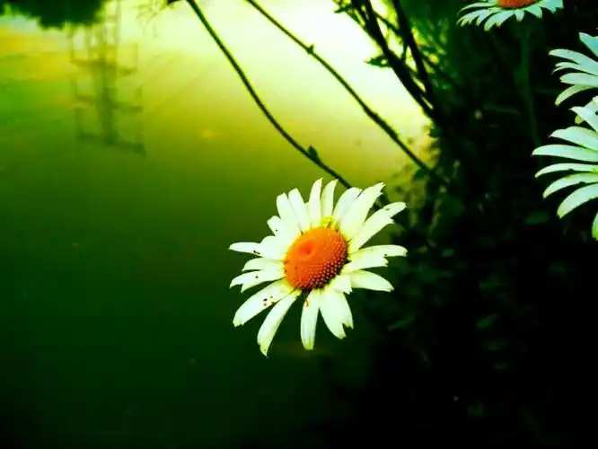 开一扇晴窗,守一缕花香.岁月安然,处处都有柔软时光.