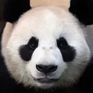 熊猫头像图片大全真实可爱的国宝熊猫图片头像精选