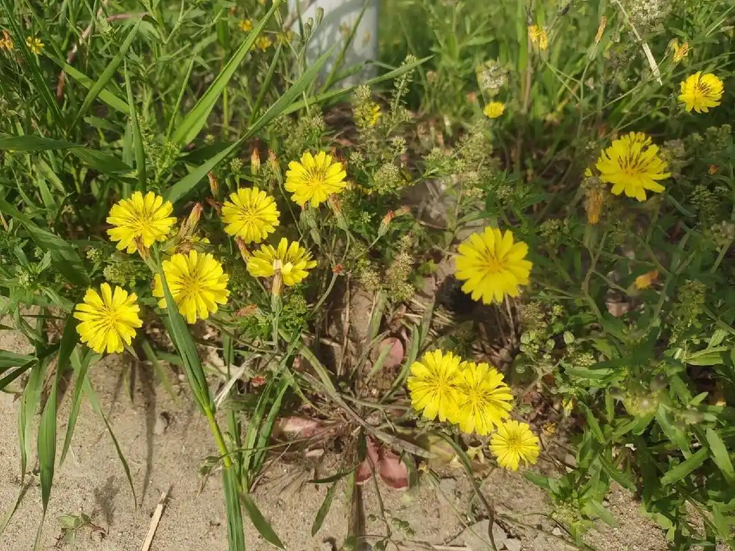 苦菜在几百年前就已经被证实,有着很高的药用价值,它主要的作用是解毒