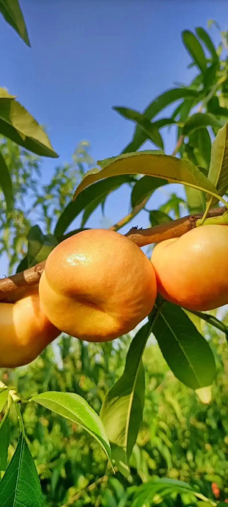 蟠桃园精品展示#记录真实生活 #抖音新农人2022 #现场实 - 抖音