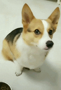 网友喂柯基狗粮它不想吃,然后转身去叼了饼干回来,太任性了吧!