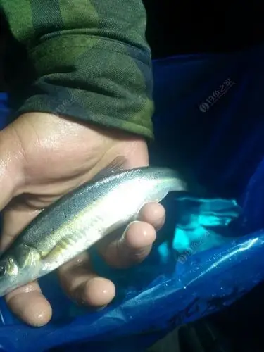 柳丁鱼是什么鱼求科普