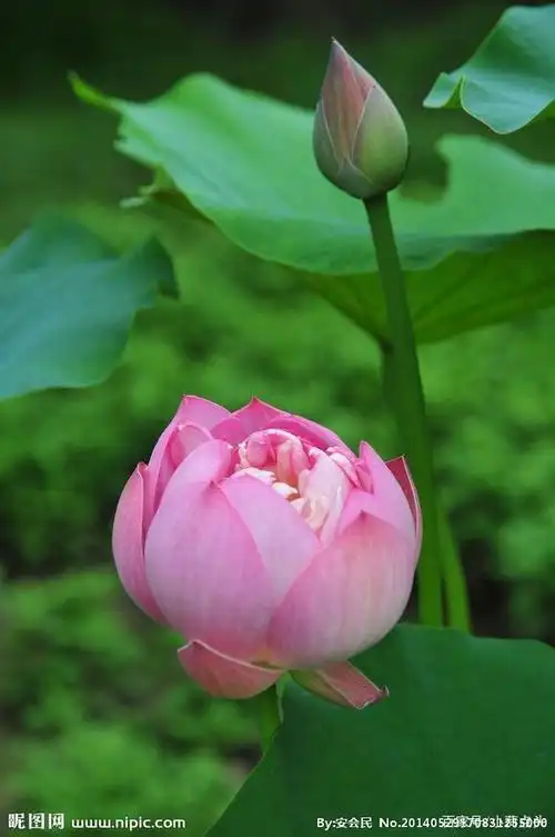 愿生西方净土中,九品莲花为父母,花开见佛悟无生,不退菩萨为伴侣.